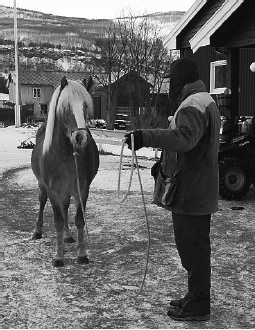stand still stallion